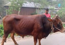 আড়াইহাজারে জনপ্রিয় হয়ে উঠেছে মাংস সমিতি